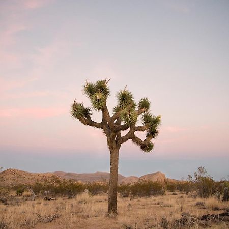 Modern Desert Dream - New Build Twentynine Palms Eksteriør bilde