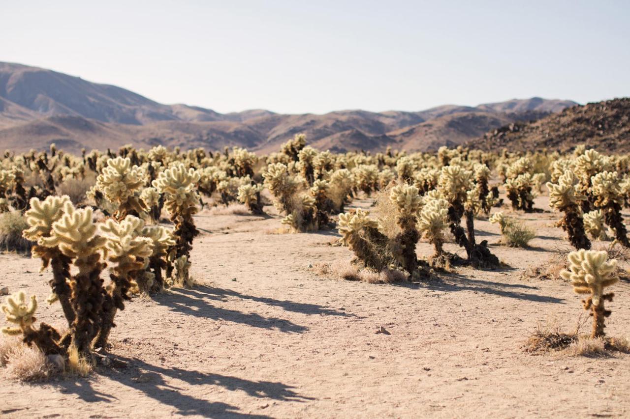 Modern Desert Dream - New Build Twentynine Palms Eksteriør bilde