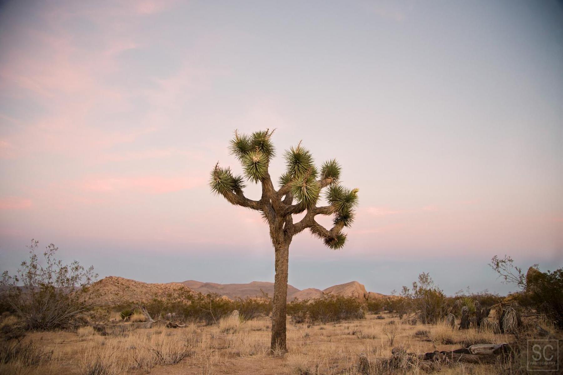 Modern Desert Dream - New Build Twentynine Palms Eksteriør bilde